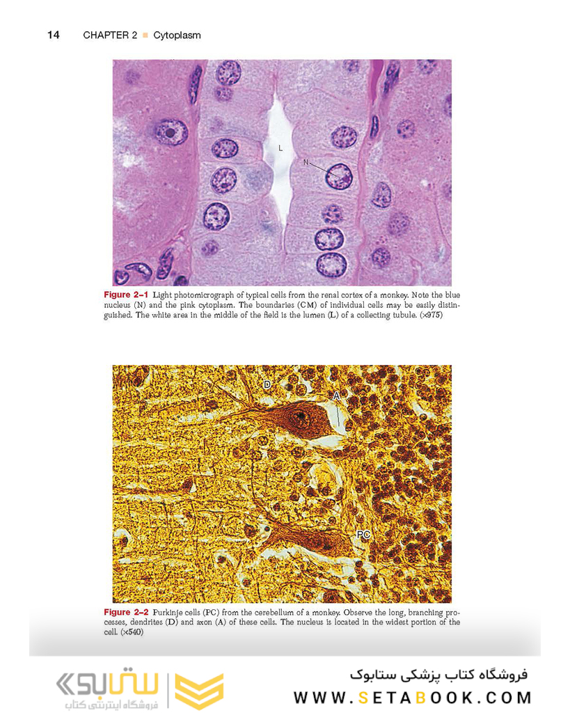 Textbook of Histology 4th Edition2016