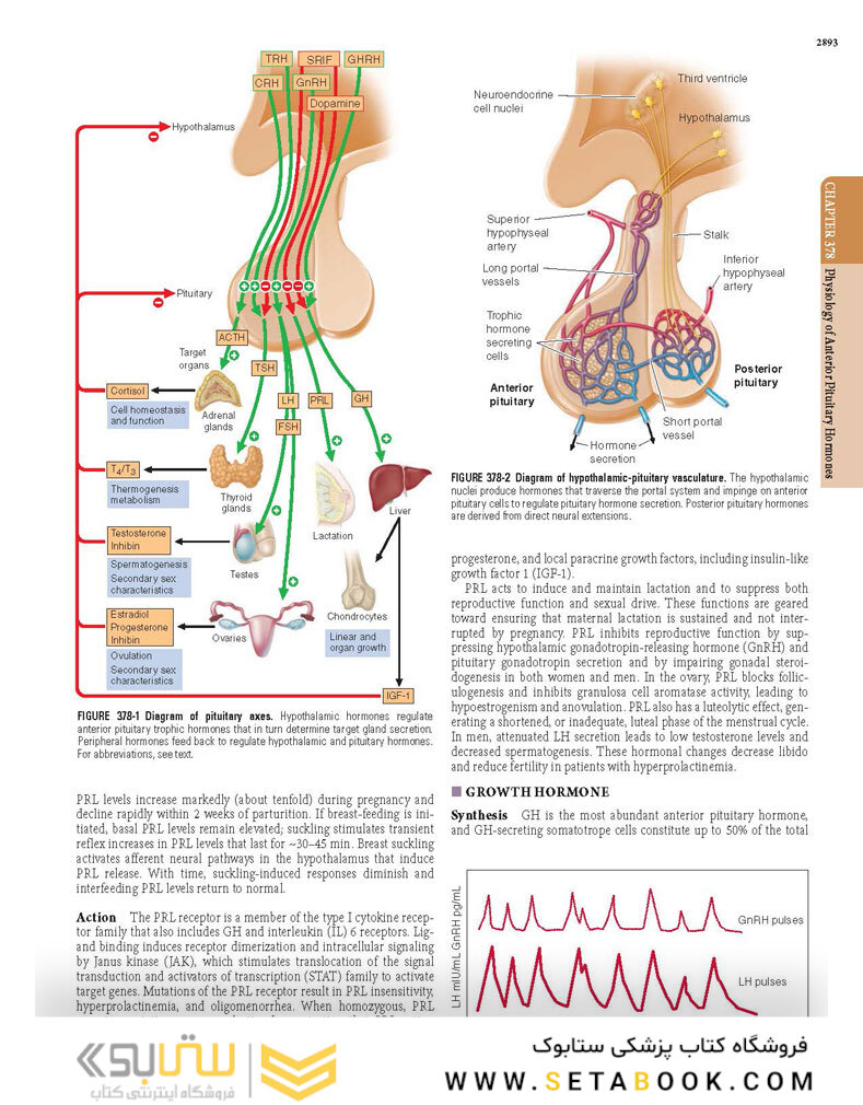HARRISONS PRINCIPLES OF INTERNAL MEDICINE Part Endocrinology