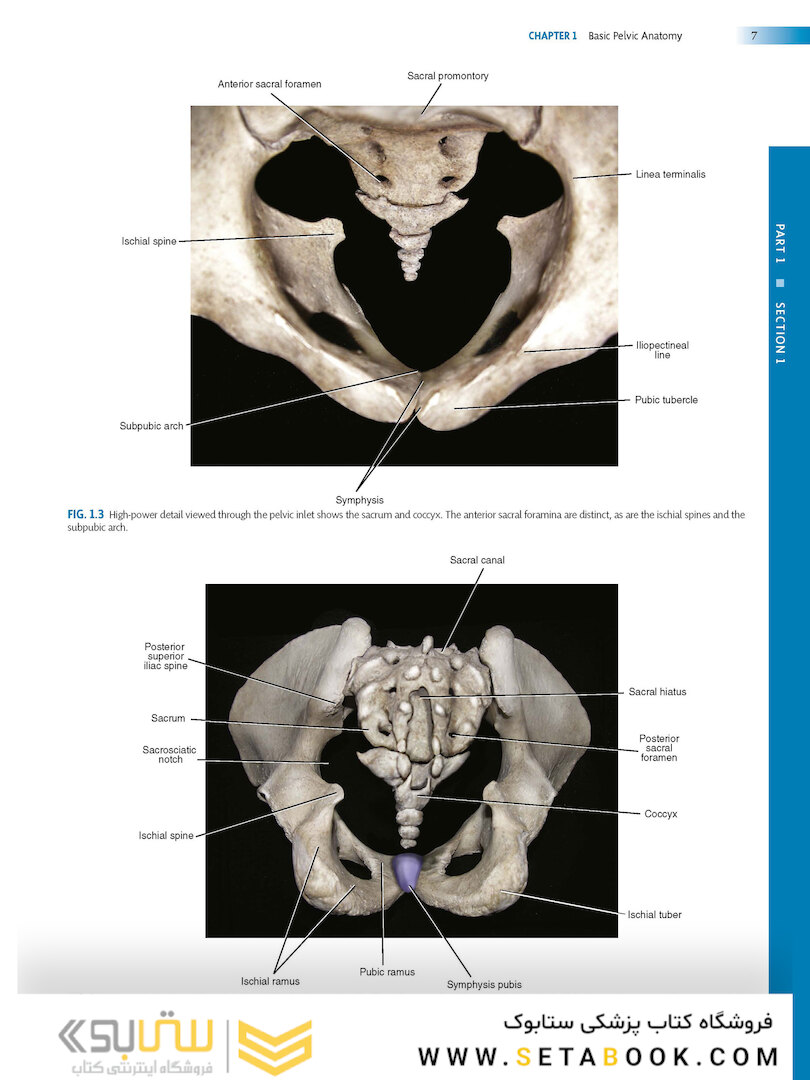 Atlas of Pelvic Anatomy and Gynecologic Surgery 5th Edicion