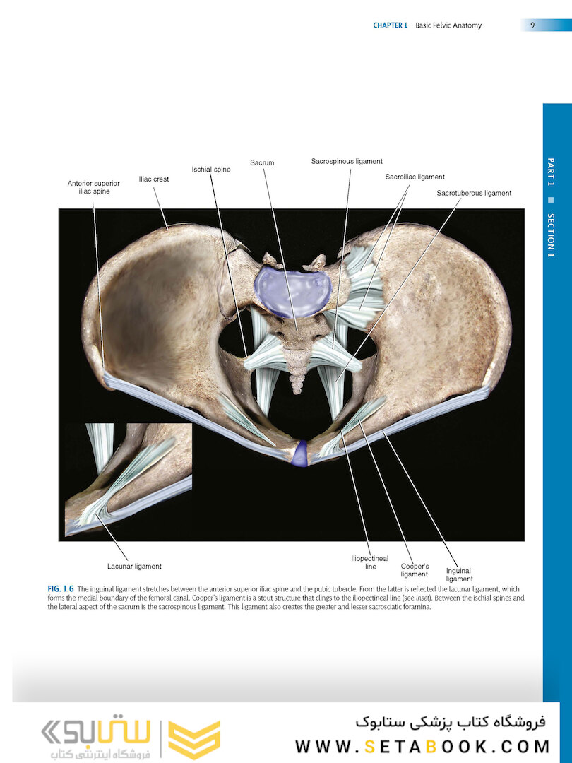 Atlas of Pelvic Anatomy and Gynecologic Surgery 5th Edicion