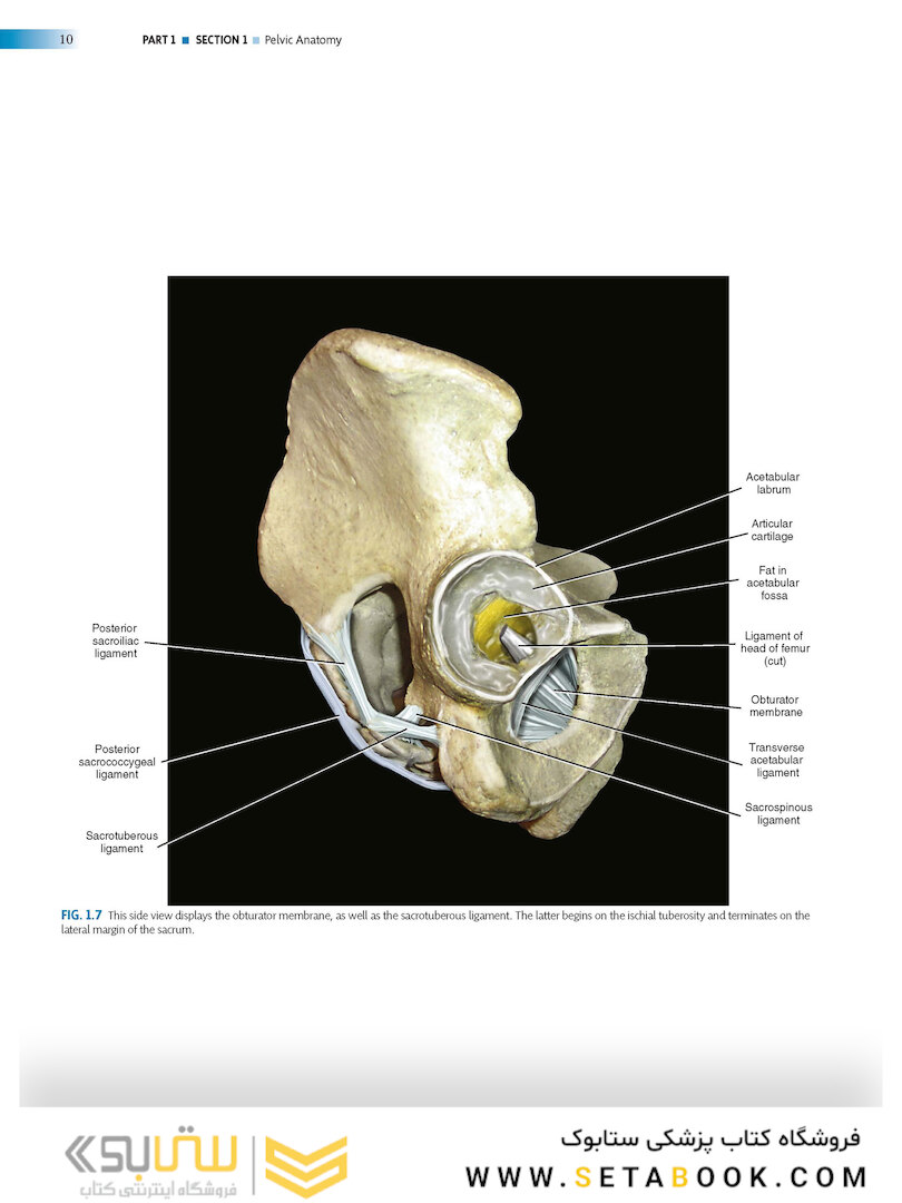 Atlas of Pelvic Anatomy and Gynecologic Surgery 5th Edicion