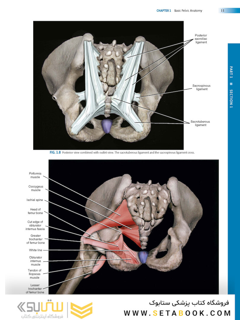 Atlas of Pelvic Anatomy and Gynecologic Surgery 5th Edicion