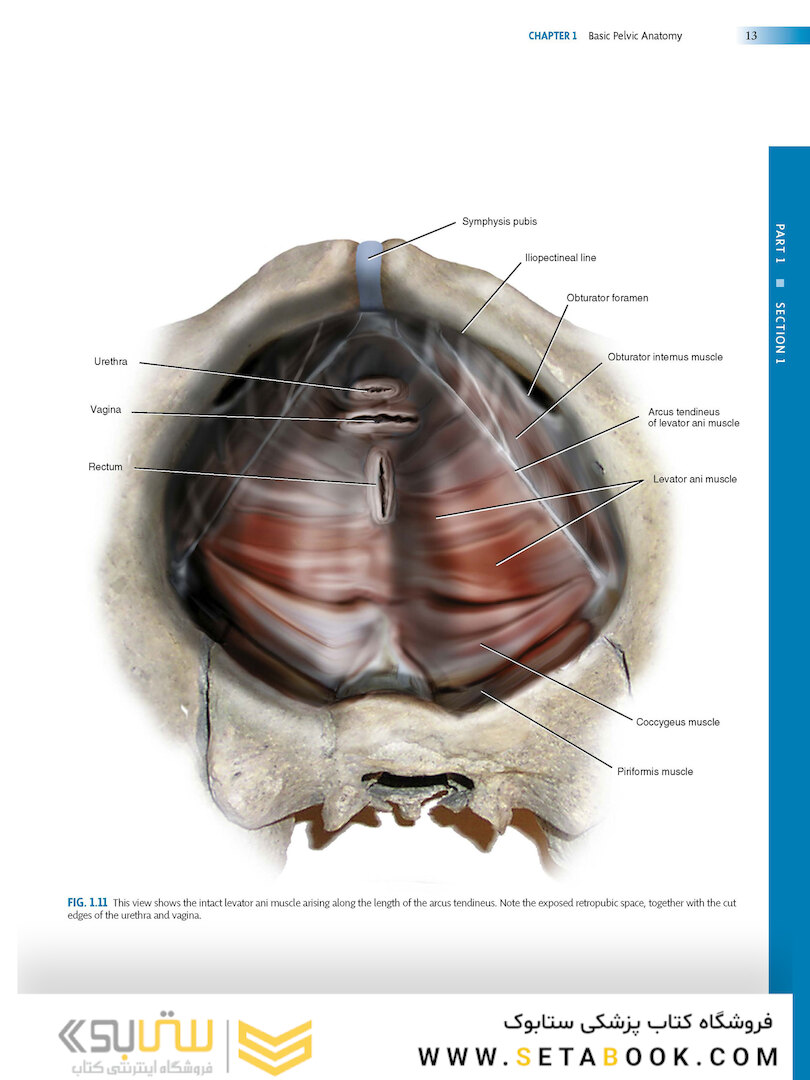 Atlas of Pelvic Anatomy and Gynecologic Surgery 5th Edicion