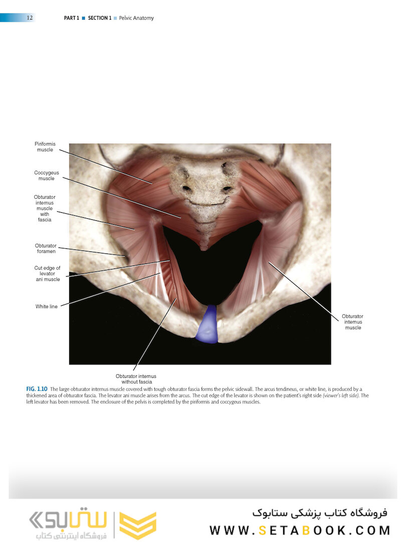 Atlas of Pelvic Anatomy and Gynecologic Surgery 5th Edicion