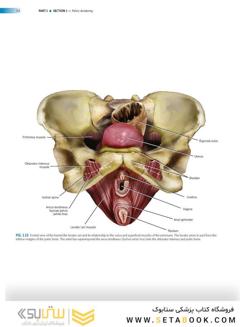 Atlas of Pelvic Anatomy and Gynecologic Surgery 5th Edicion