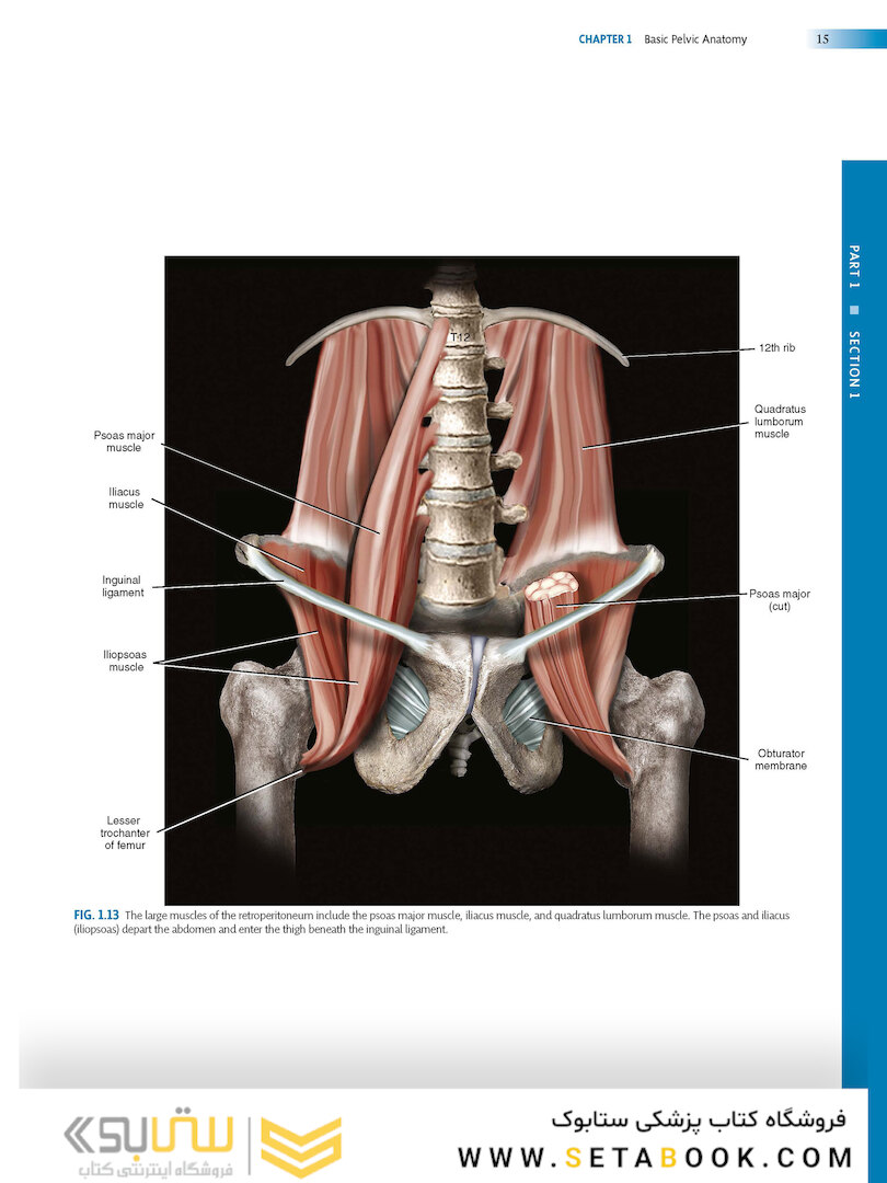 Atlas of Pelvic Anatomy and Gynecologic Surgery 5th Edicion