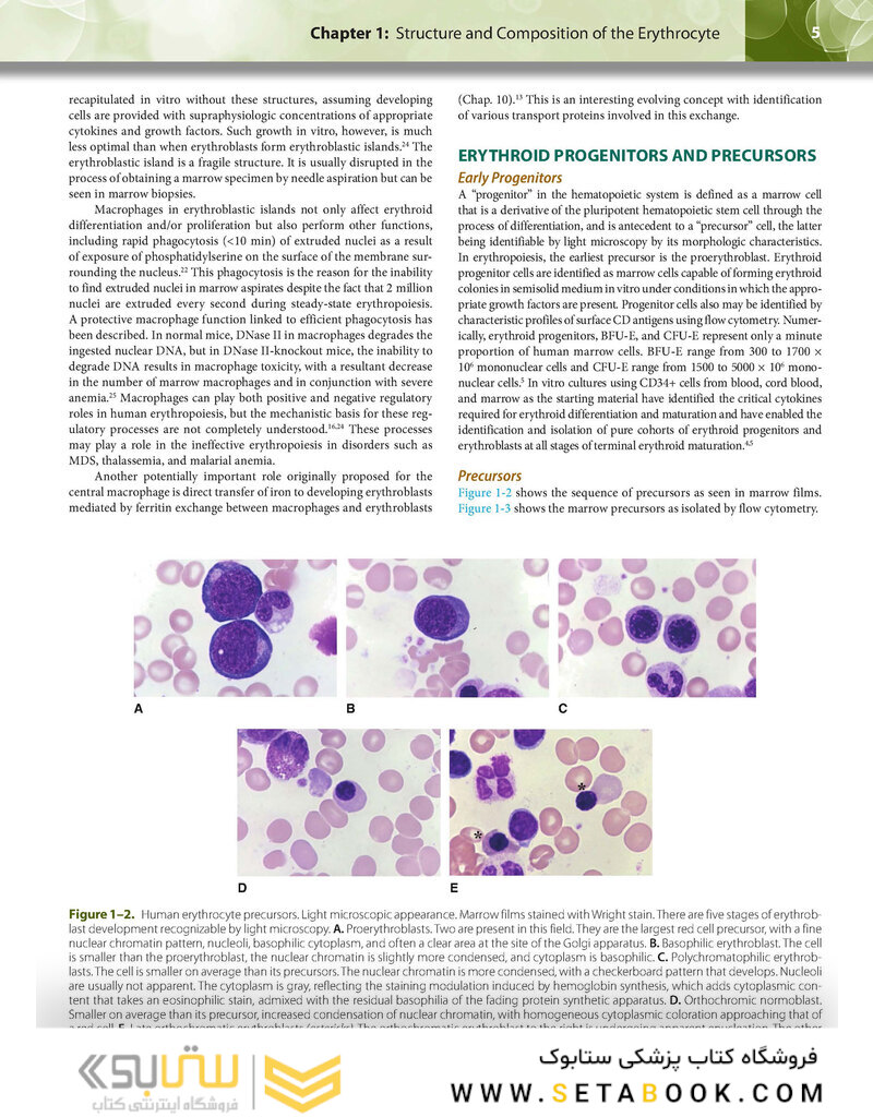 Williams Hematology: The Red Cell and Its Diseases
