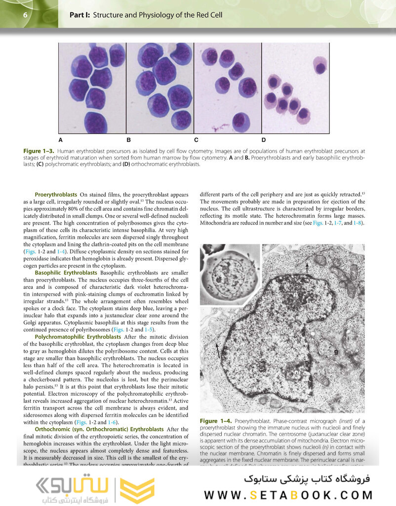 Williams Hematology: The Red Cell and Its Diseases
