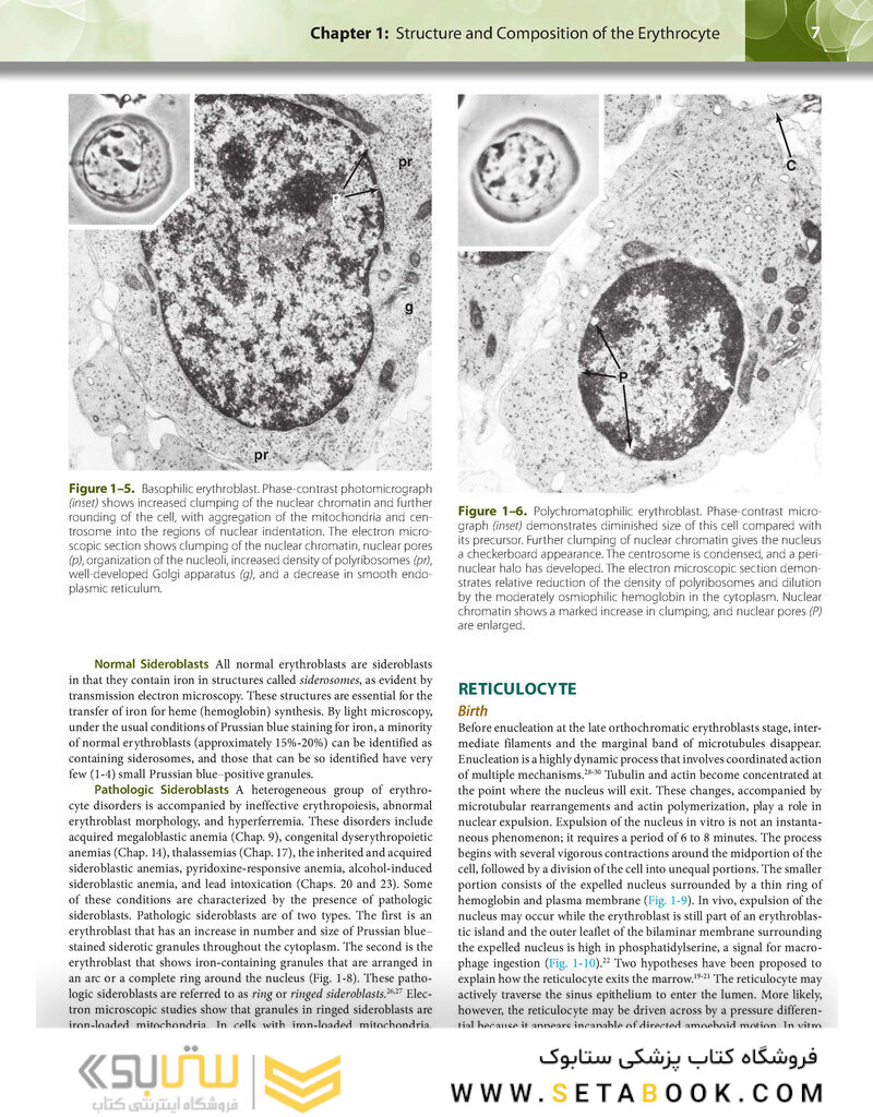 Williams Hematology: The Red Cell and Its Diseases