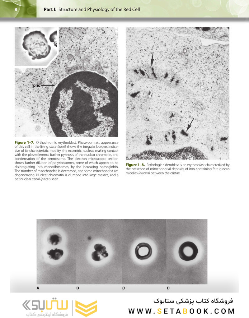 Williams Hematology: The Red Cell and Its Diseases