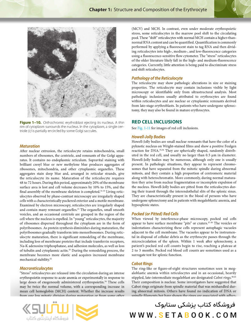 Williams Hematology: The Red Cell and Its Diseases