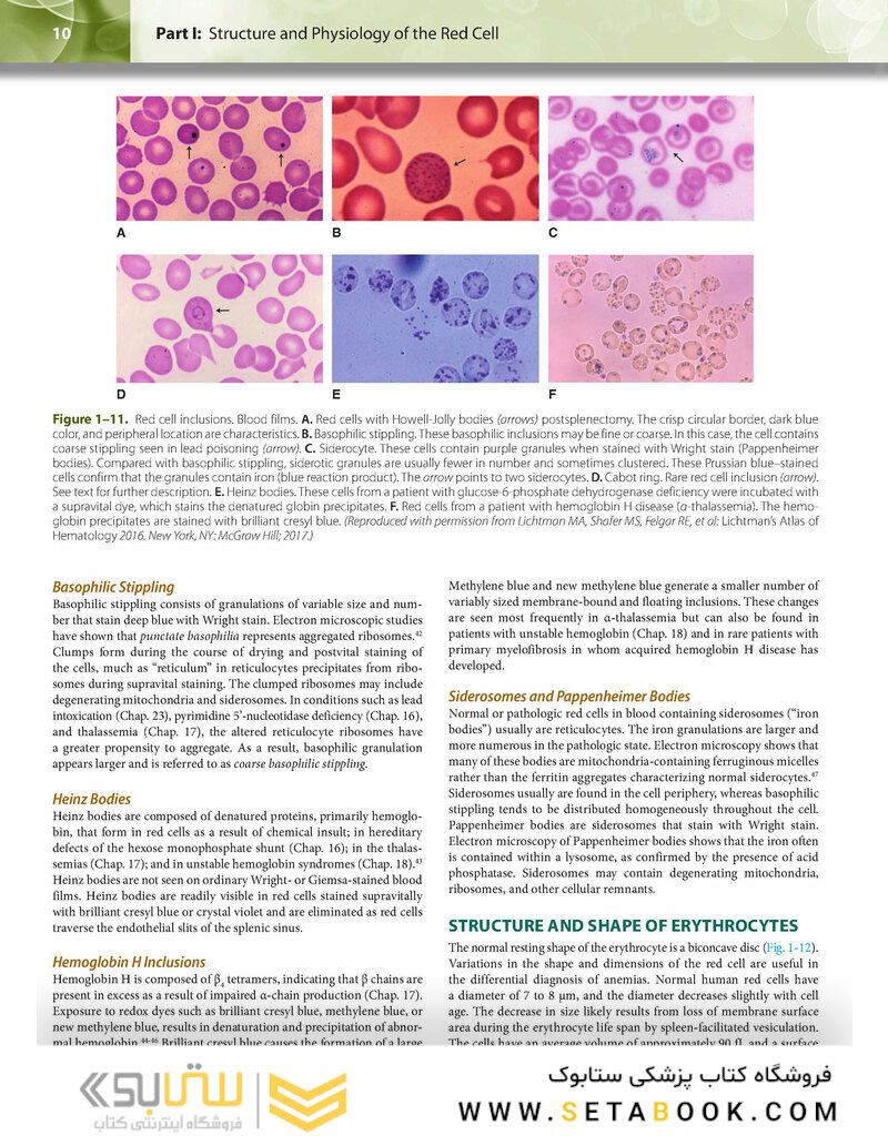 Williams Hematology: The Red Cell and Its Diseases