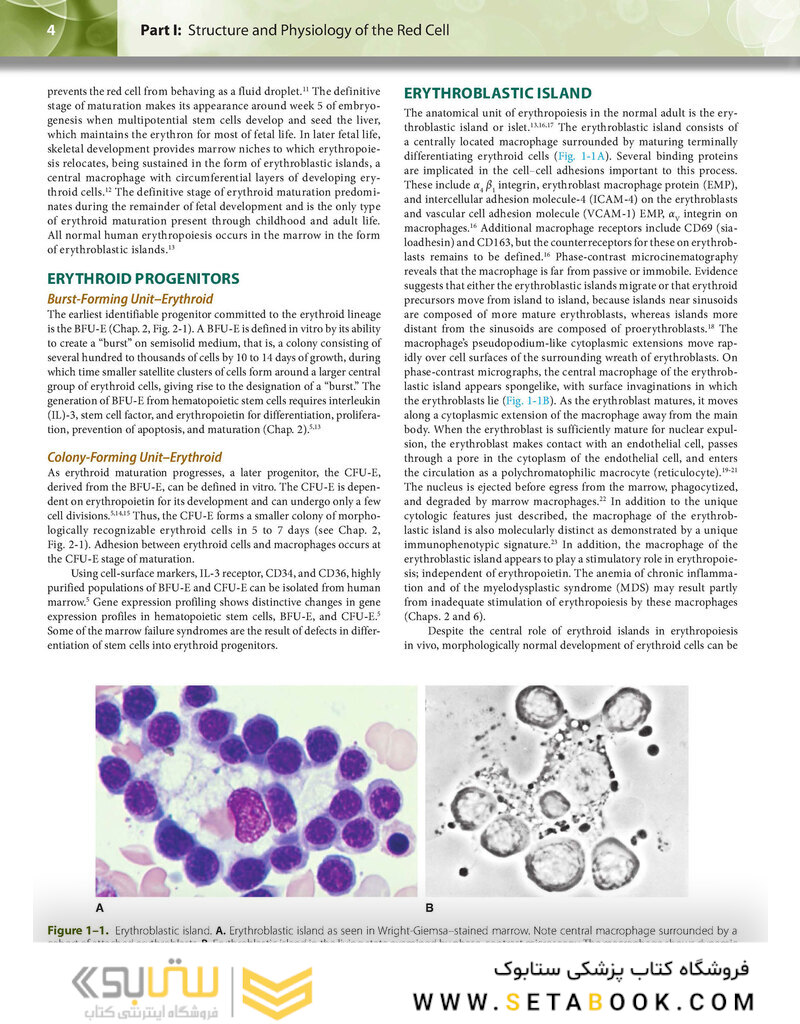 Williams Hematology: The Red Cell and Its Diseases