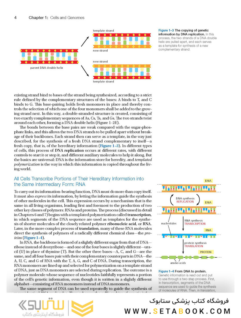 Molecular Biology of the Cell