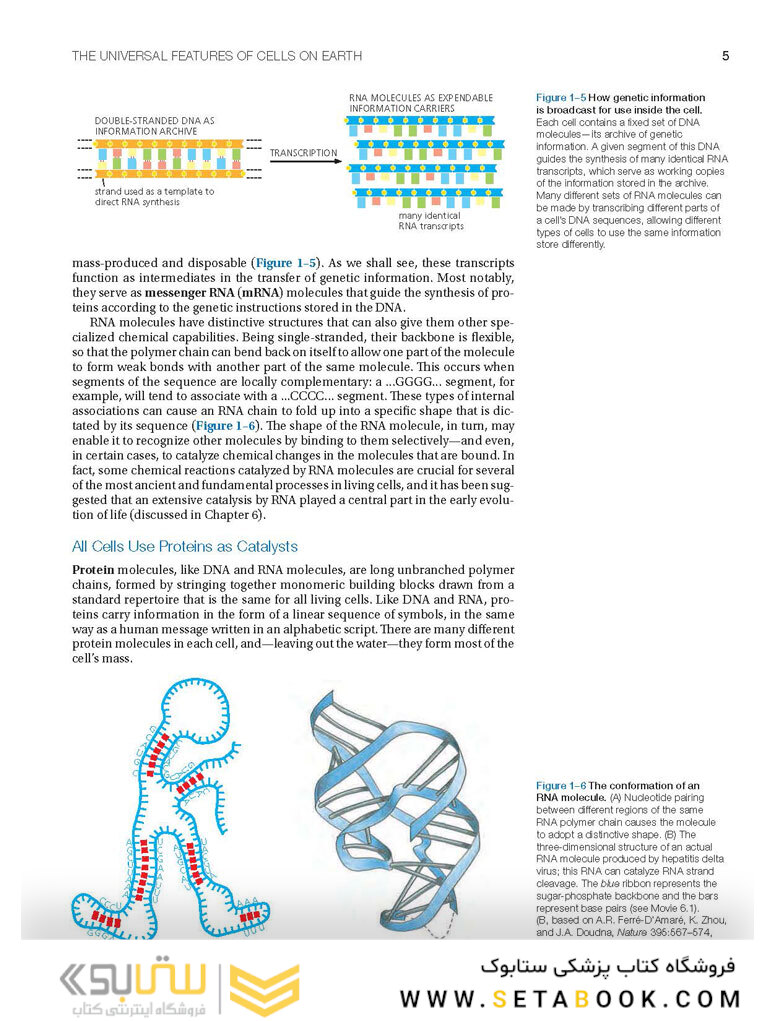 Molecular Biology of the Cell