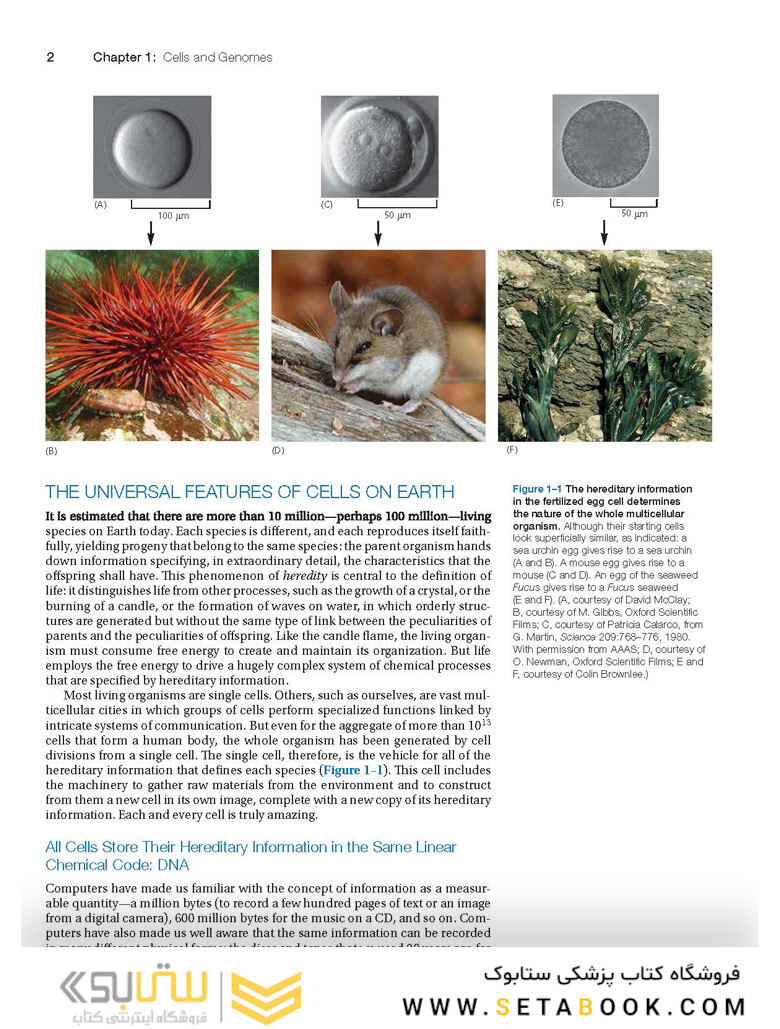 Molecular Biology of the Cell