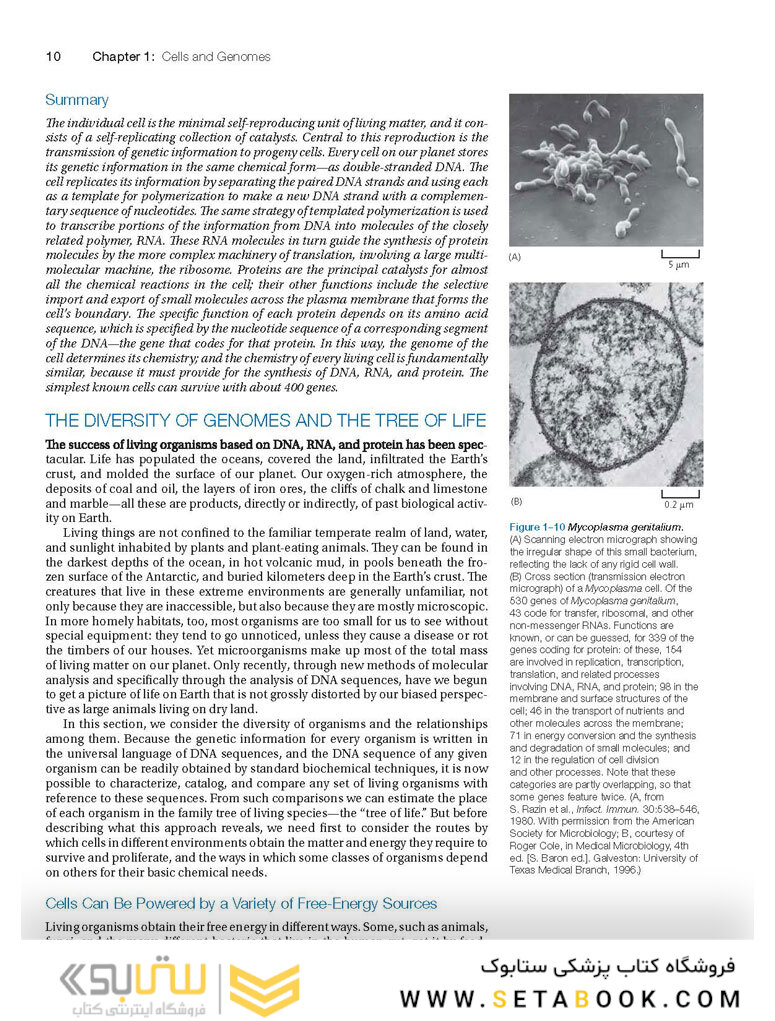 Molecular Biology of the Cell