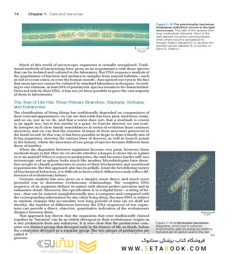 Molecular Biology of the Cell