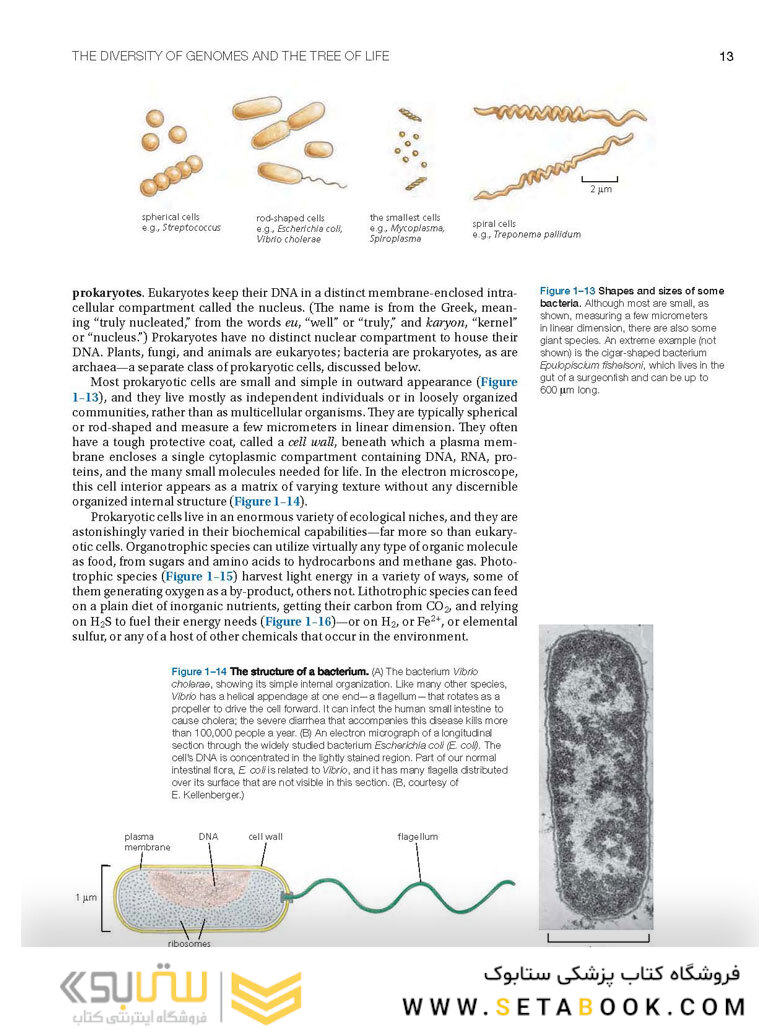 Molecular Biology of the Cell