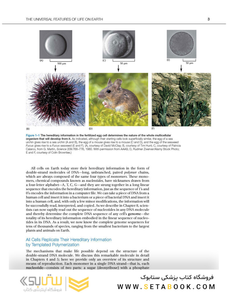 Molecular Biology of the Cell