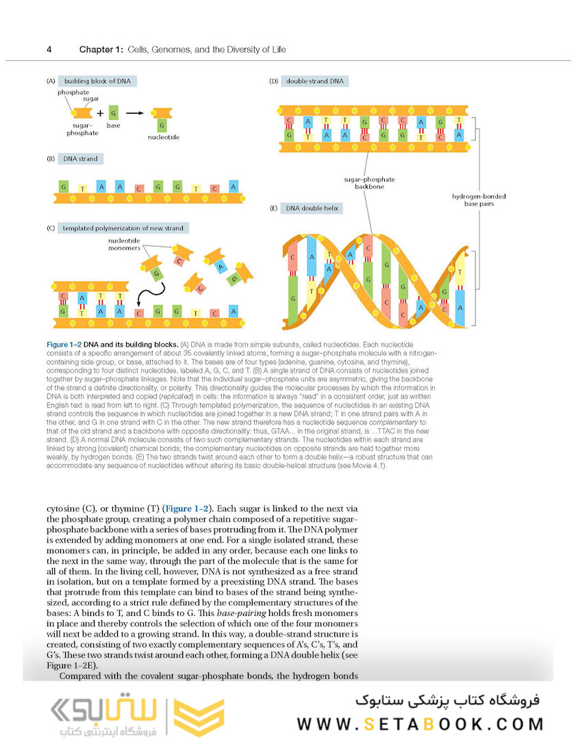 Molecular Biology of the Cell