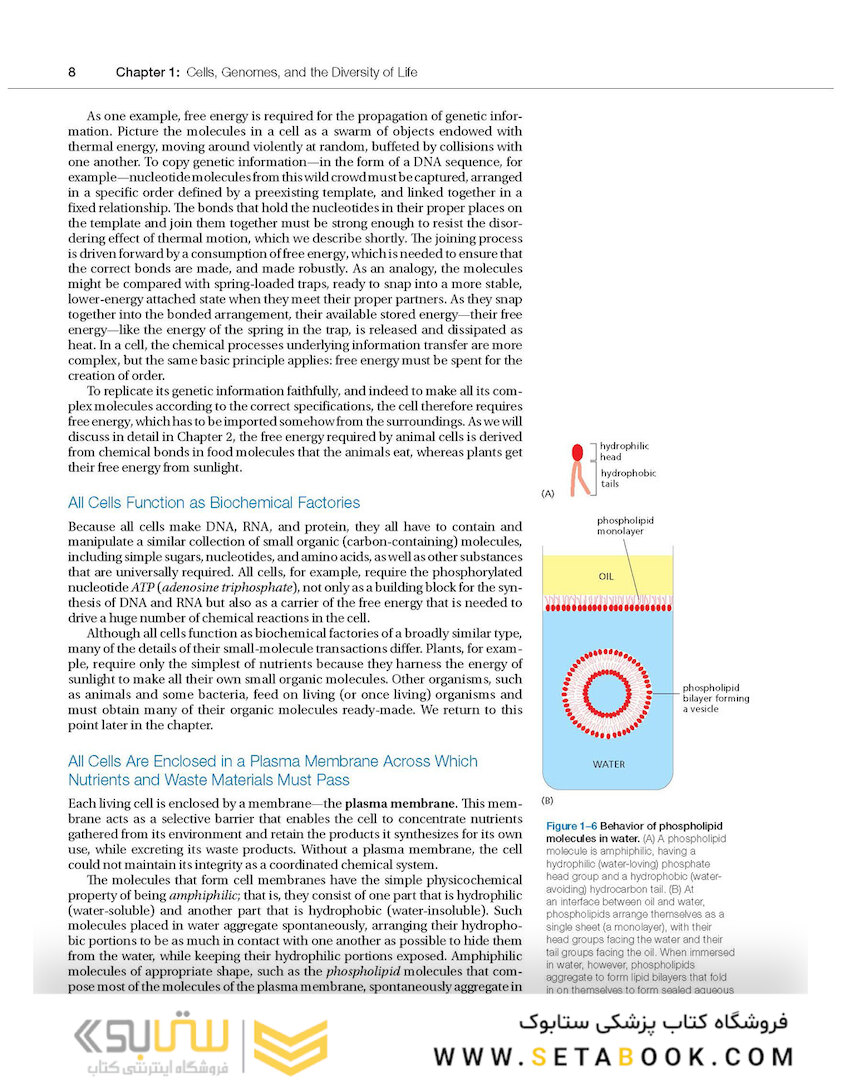 Molecular Biology of the Cell