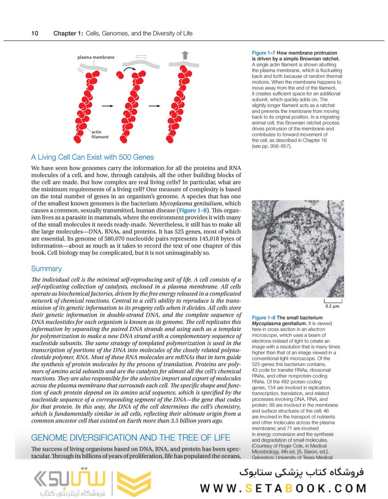 Molecular Biology of the Cell