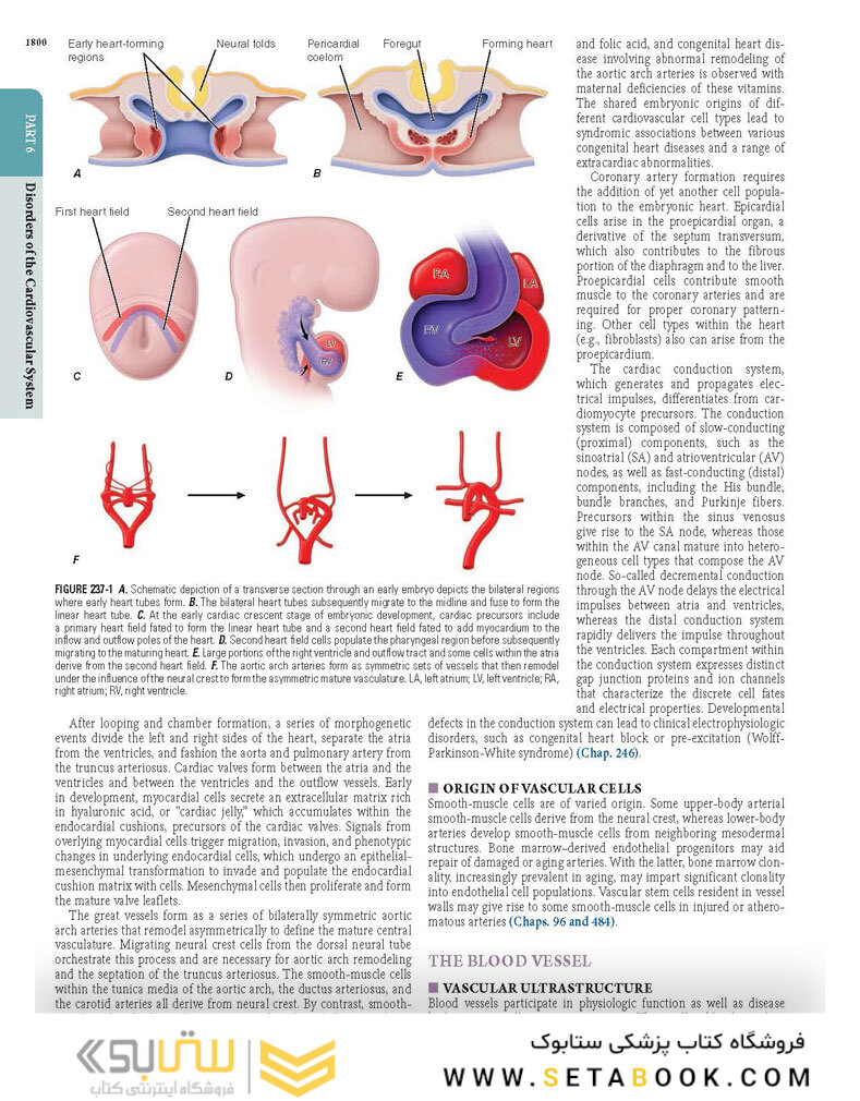 HARRISONS PRINCIPLES OF INTERNAL MEDICINE Part Disorders oF the cardiovascular System