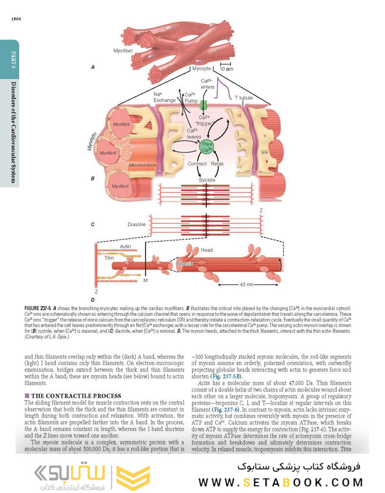 HARRISONS PRINCIPLES OF INTERNAL MEDICINE Part Disorders oF the cardiovascular System