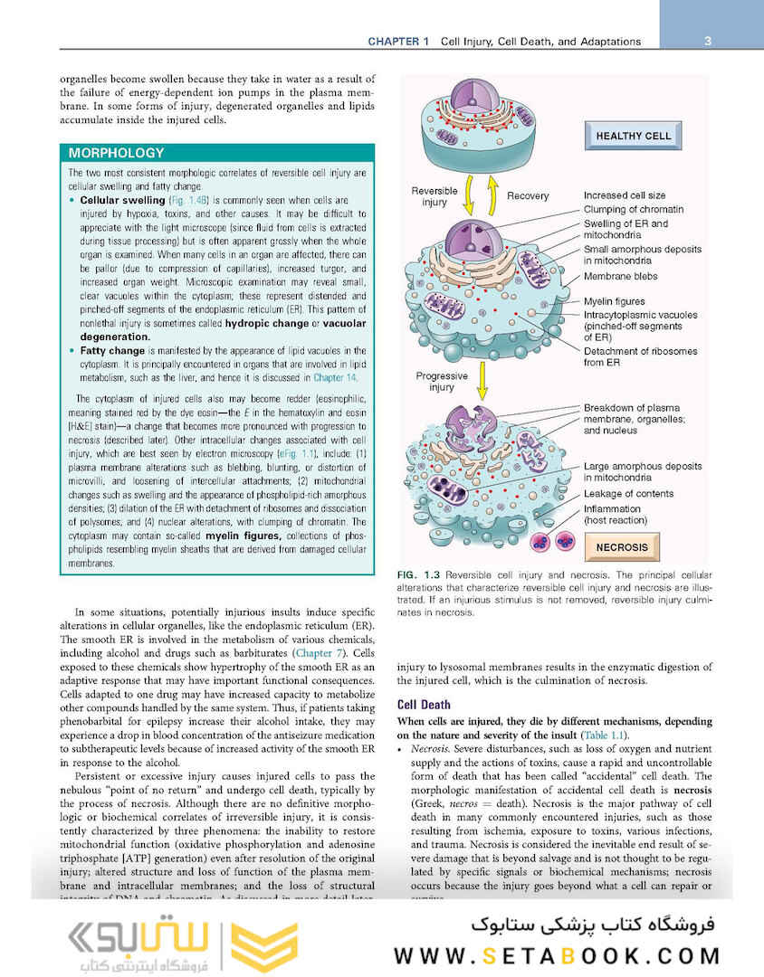 Robbins - Kumar Basic Pathology 11th Edicion