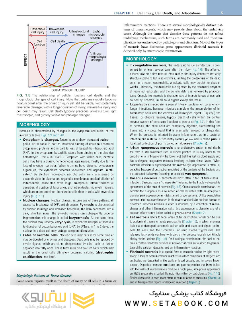 Robbins - Kumar Basic Pathology 11th Edicion