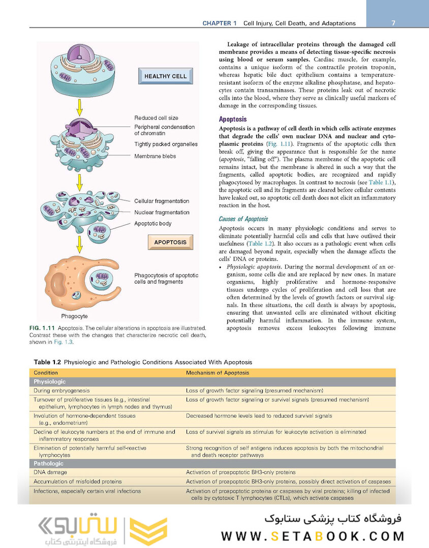 Robbins - Kumar Basic Pathology 11th Edicion