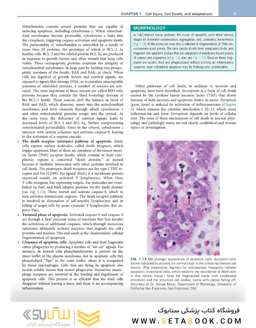 Robbins - Kumar Basic Pathology 11th Edicion