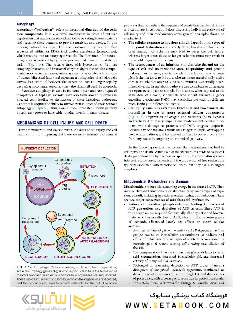 Robbins - Kumar Basic Pathology 11th Edicion