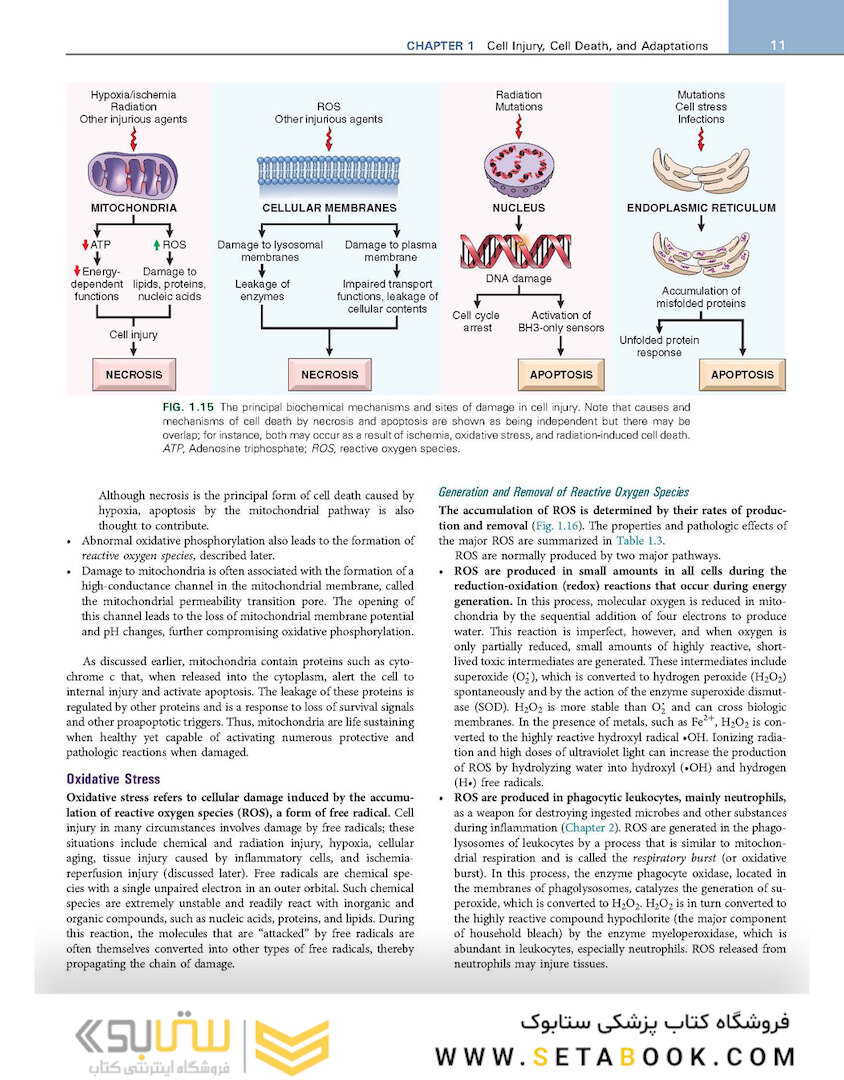 Robbins - Kumar Basic Pathology 11th Edicion