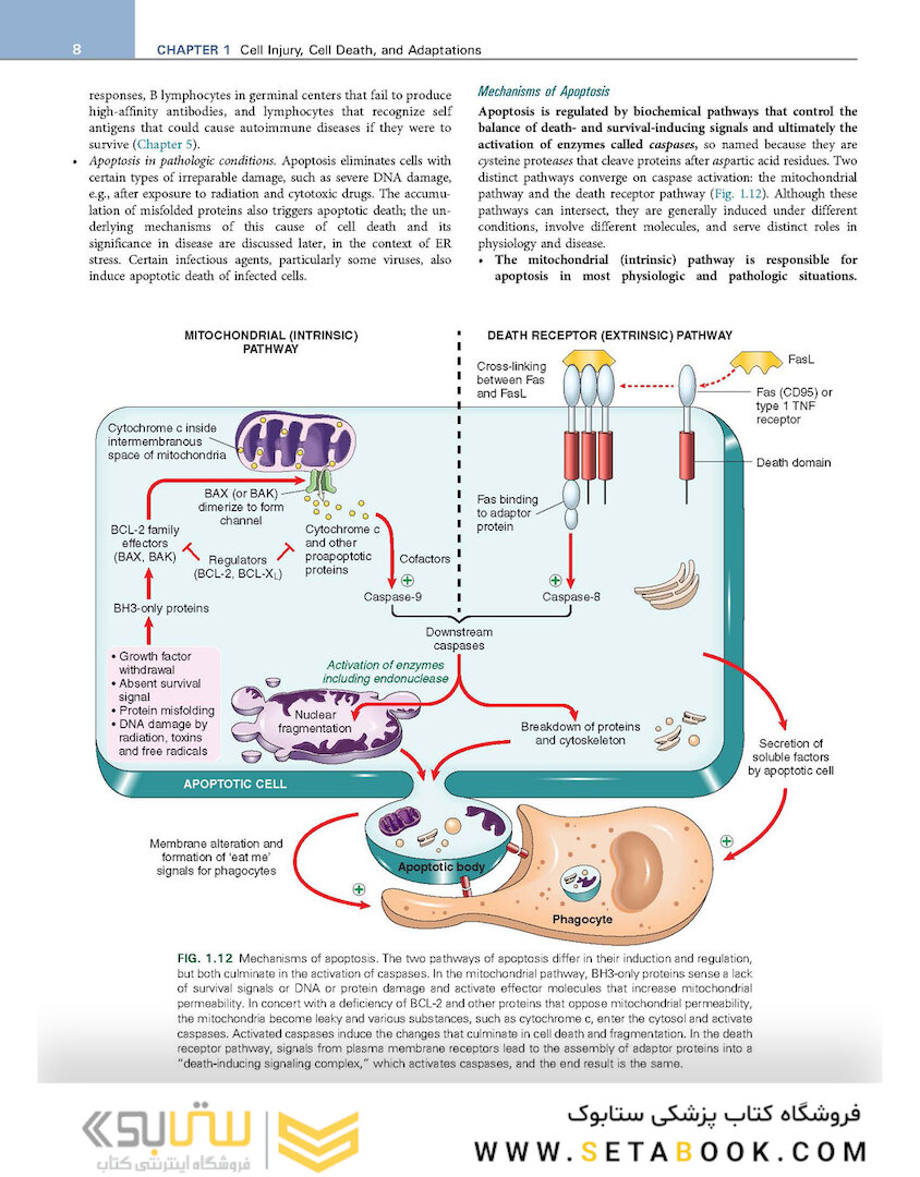 Robbins - Kumar Basic Pathology 11th Edicion
