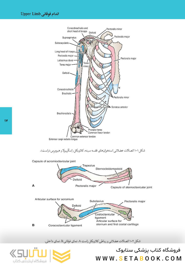 آناتومی اندام پایه و بالینی 2019