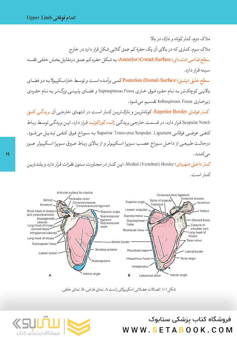 آناتومی اندام پایه و بالینی 2019
