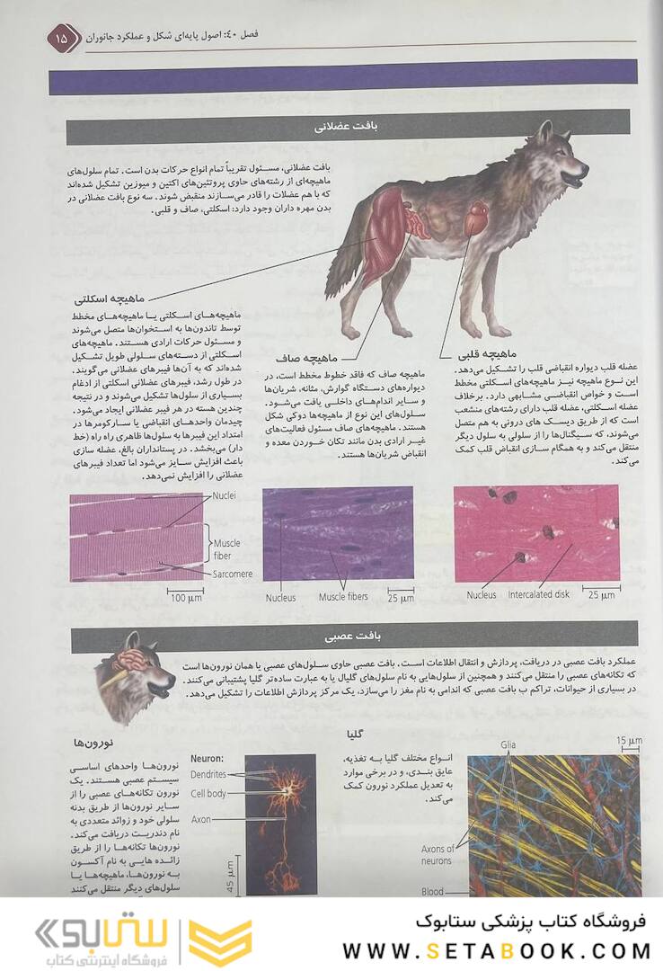 بیولوژی کمپبل 2021 جلد 6 ساختار و عمل جانوران