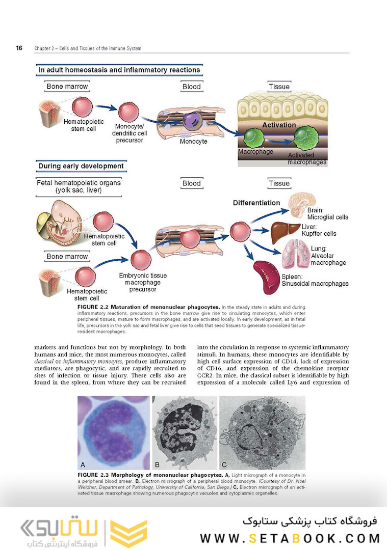Cellular and Molecular Immunology 9th Edition 2018