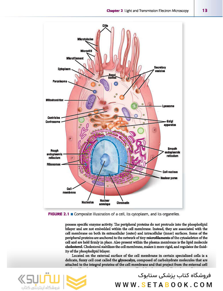 Atlas of Histology with Functional Correlations 2017