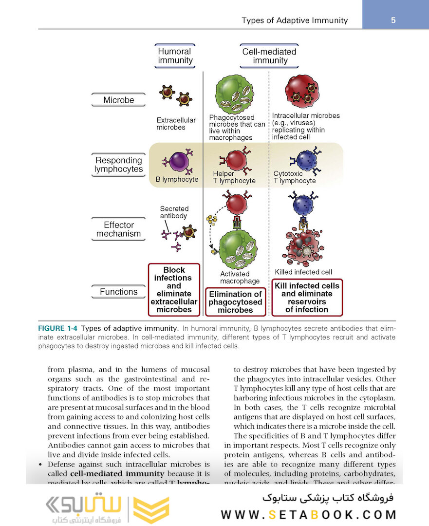 کتاب Basic Immunology: Functions and Disorders of the Immune System