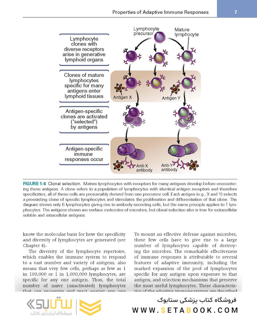 کتاب Basic Immunology: Functions and Disorders of the Immune System
