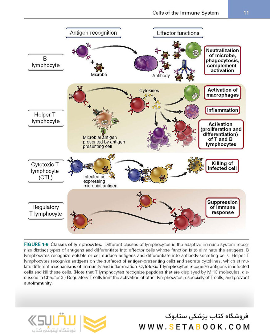 کتاب Basic Immunology: Functions and Disorders of the Immune System