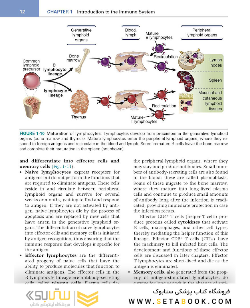 کتاب Basic Immunology: Functions and Disorders of the Immune System