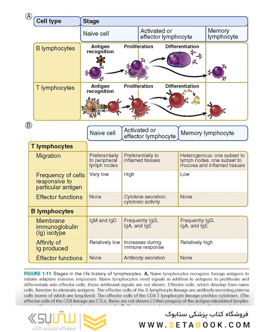 کتاب Basic Immunology: Functions and Disorders of the Immune System