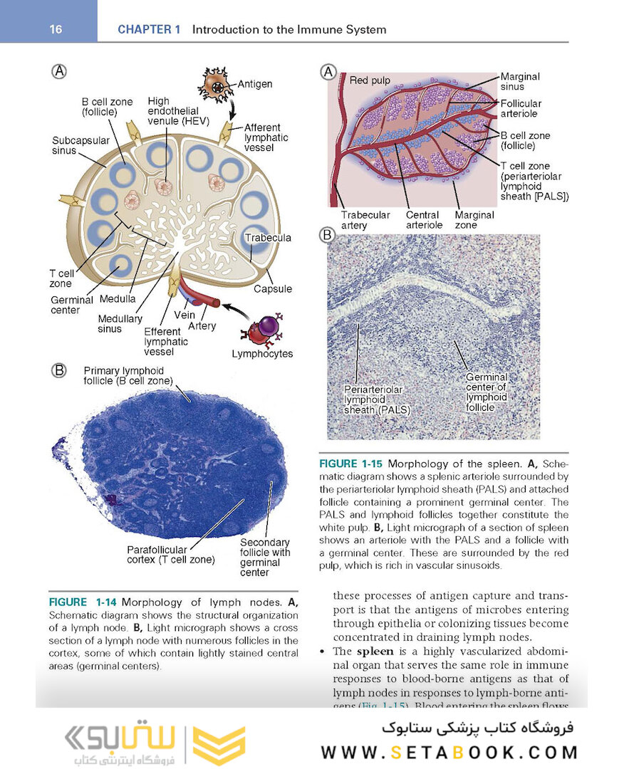کتاب Basic Immunology: Functions and Disorders of the Immune System