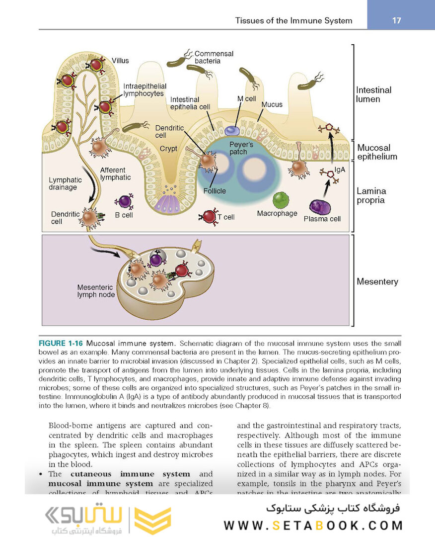 کتاب Basic Immunology: Functions and Disorders of the Immune System