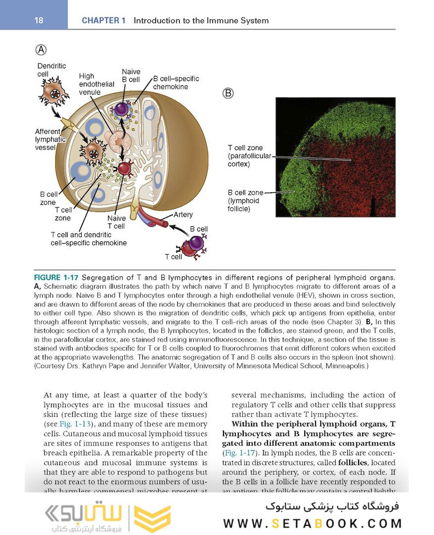 کتاب Basic Immunology: Functions and Disorders of the Immune System