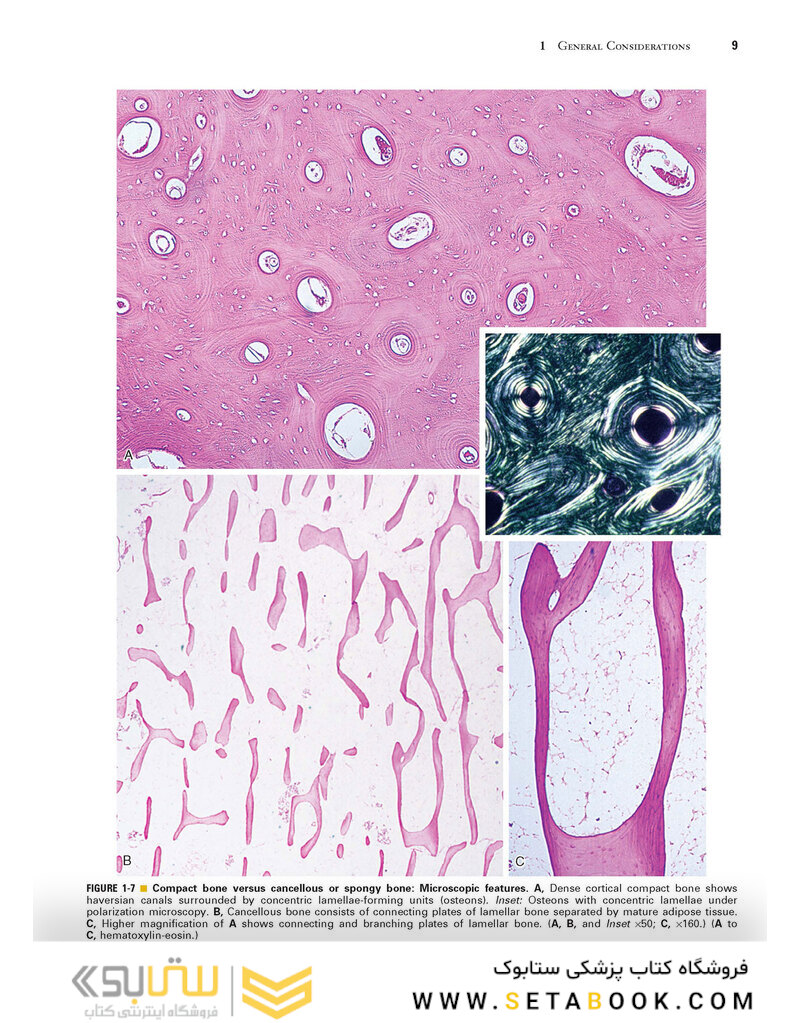Dorfman and Czerniak